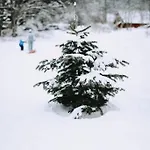 Шале Loulou, Massif Central, Ле-Мон-Дор