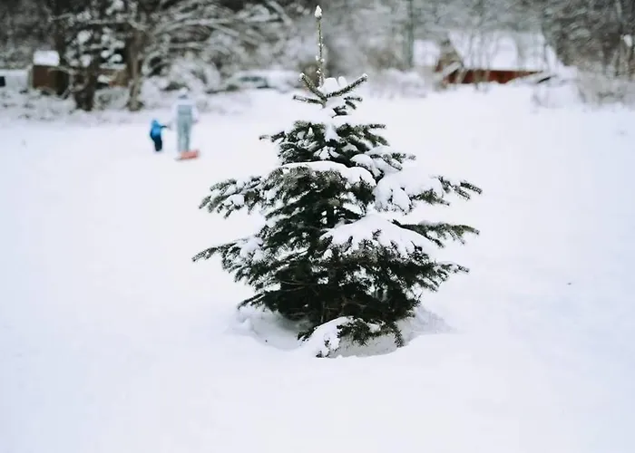 Шале Loulou, Massif Central, Ле-Мон-Дор